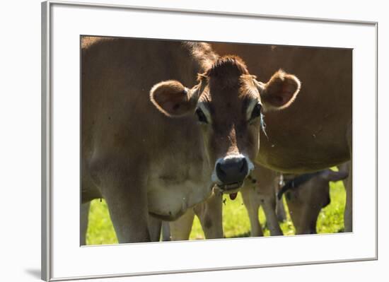 Jersey Cow-Brenda Petrella Photography LLC-Framed Giclee Print