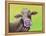 Jersey Cow-Michelle Faber-Framed Premier Image Canvas