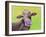 Jersey Cow-Michelle Faber-Framed Giclee Print