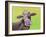 Jersey Cow-Michelle Faber-Framed Giclee Print