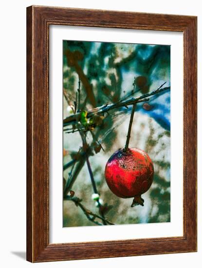 Jerusalem Pomegranate, 2016-Joy Lions-Framed Giclee Print