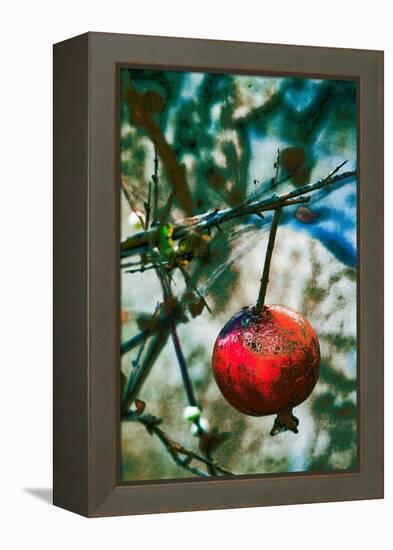 Jerusalem Pomegranate, 2016-Joy Lions-Framed Premier Image Canvas