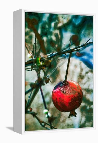 Jerusalem Pomegranate, 2016-Joy Lions-Framed Premier Image Canvas