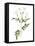 Jessamine Flower-Jasmine Woods-Framed Stretched Canvas