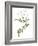 Jessamine Flower-Jasmine Woods-Framed Art Print