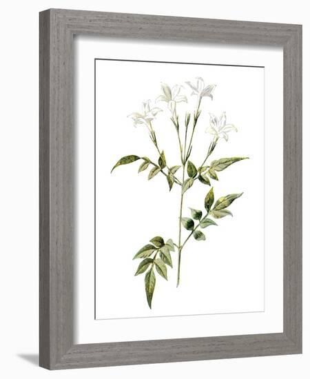 Jessamine Flower-Jasmine Woods-Framed Art Print