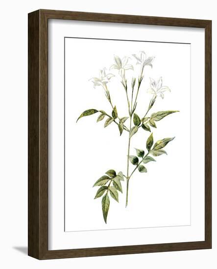 Jessamine Flower-Jasmine Woods-Framed Art Print