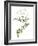 Jessamine Flower-Jasmine Woods-Framed Art Print