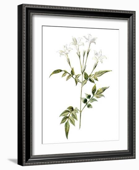 Jessamine Flower-Jasmine Woods-Framed Art Print