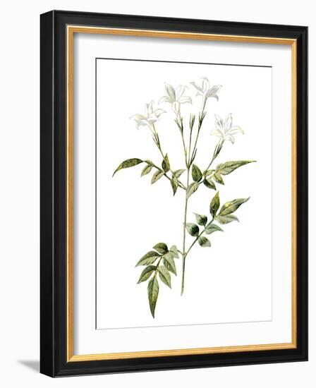 Jessamine Flower-Jasmine Woods-Framed Art Print