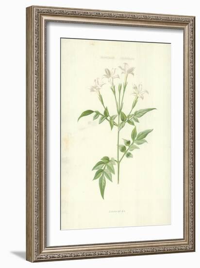 Jessamine-Frederick Edward Hulme-Framed Giclee Print