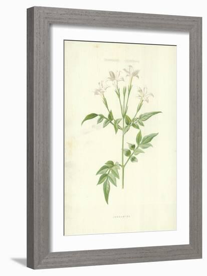 Jessamine-Frederick Edward Hulme-Framed Giclee Print