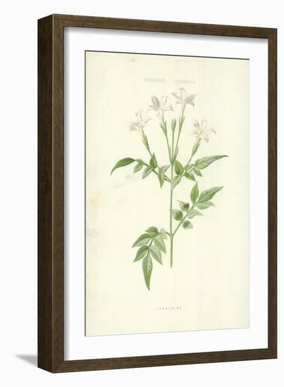 Jessamine-Frederick Edward Hulme-Framed Giclee Print