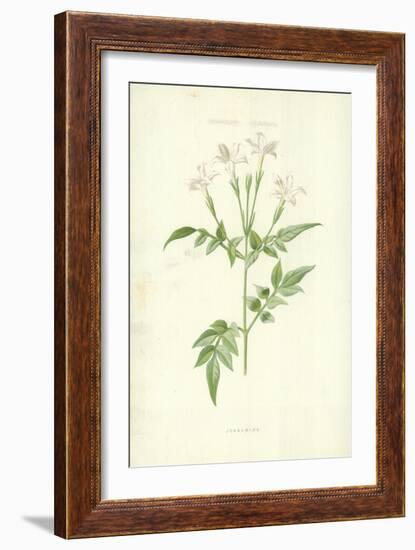 Jessamine-Frederick Edward Hulme-Framed Giclee Print