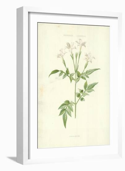 Jessamine-Frederick Edward Hulme-Framed Giclee Print