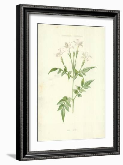 Jessamine-Frederick Edward Hulme-Framed Giclee Print