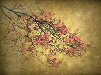 Mimosa Tree-Jessica Jenney-Giclee Print