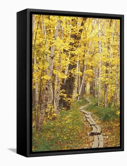 Jessup Trail and Birch in Fall Color, Acadia National Park, Maine, USA-Darrell Gulin-Framed Premier Image Canvas