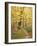 Jessup Trail and Birch in Fall Color, Acadia National Park, Maine, USA-Darrell Gulin-Framed Photographic Print