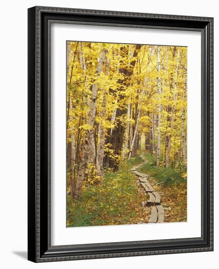 Jessup Trail and Birch in Fall Color, Acadia National Park, Maine, USA-Darrell Gulin-Framed Photographic Print