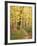 Jessup Trail and Birch in Fall Color, Acadia National Park, Maine, USA-Darrell Gulin-Framed Photographic Print