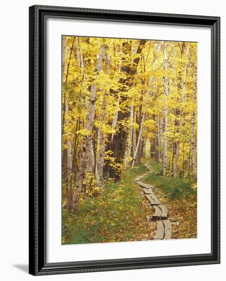 Jessup Trail and Birch in Fall Color, Acadia National Park, Maine, USA-Darrell Gulin-Framed Photographic Print