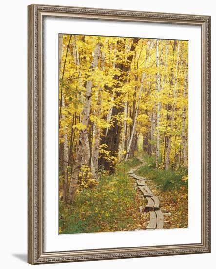 Jessup Trail and Birch in Fall Color, Acadia National Park, Maine, USA-Darrell Gulin-Framed Photographic Print