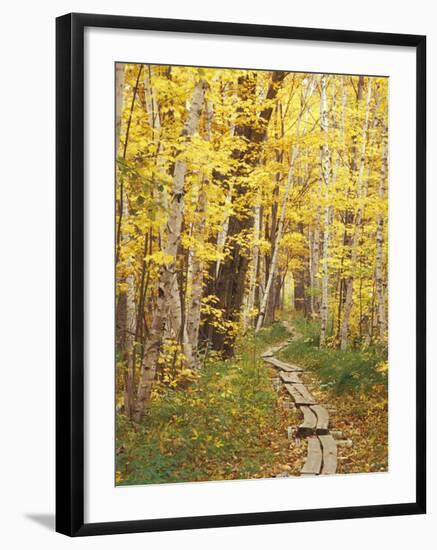 Jessup Trail and Birch in Fall Color, Acadia National Park, Maine, USA-Darrell Gulin-Framed Photographic Print