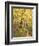 Jessup Trail and Birch in Fall Color, Acadia National Park, Maine, USA-Darrell Gulin-Framed Photographic Print