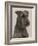 Jester the Head of a Welsh Terrier-Thomas Fall-Framed Photographic Print