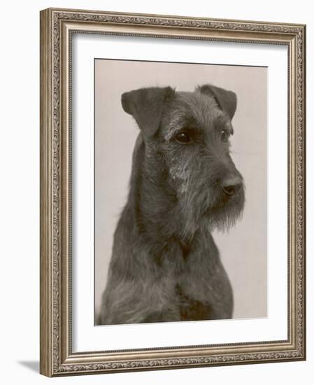 Jester the Head of a Welsh Terrier-Thomas Fall-Framed Photographic Print