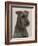 Jester the Head of a Welsh Terrier-Thomas Fall-Framed Photographic Print