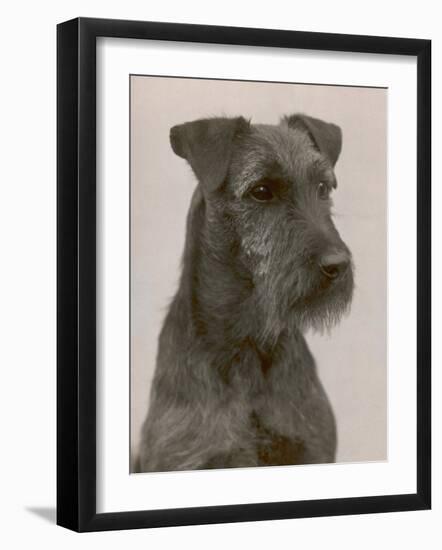 Jester the Head of a Welsh Terrier-Thomas Fall-Framed Photographic Print