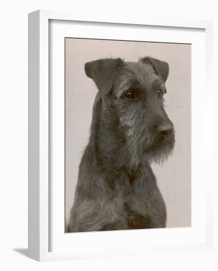 Jester the Head of a Welsh Terrier-Thomas Fall-Framed Photographic Print