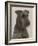 Jester the Head of a Welsh Terrier-Thomas Fall-Framed Photographic Print