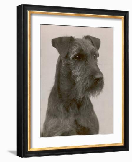 Jester the Head of a Welsh Terrier-Thomas Fall-Framed Photographic Print