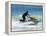 Jet Skiier, Gold Coast, Queensland, Australia-David Wall-Framed Premier Image Canvas