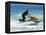 Jet Skiier, Gold Coast, Queensland, Australia-David Wall-Framed Premier Image Canvas