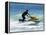 Jet Skiier, Gold Coast, Queensland, Australia-David Wall-Framed Premier Image Canvas