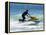 Jet Skiier, Gold Coast, Queensland, Australia-David Wall-Framed Premier Image Canvas