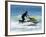 Jet Skiier, Gold Coast, Queensland, Australia-David Wall-Framed Photographic Print
