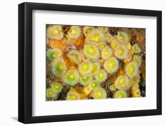 Jewel Anemones, Poor Knights Islands, New Zealand-Sue Daly-Framed Photographic Print