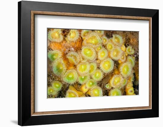 Jewel Anemones, Poor Knights Islands, New Zealand-Sue Daly-Framed Photographic Print