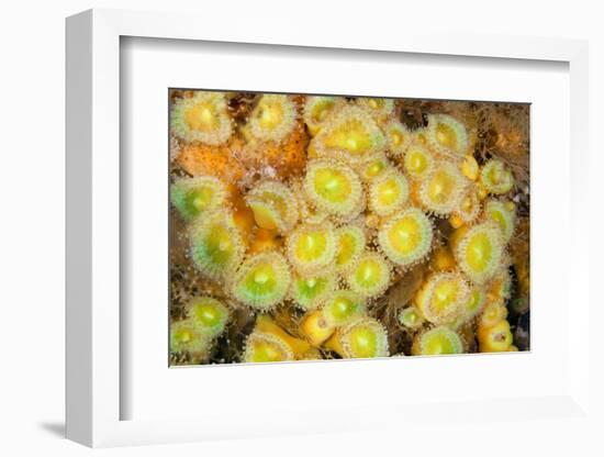 Jewel Anemones, Poor Knights Islands, New Zealand-Sue Daly-Framed Photographic Print