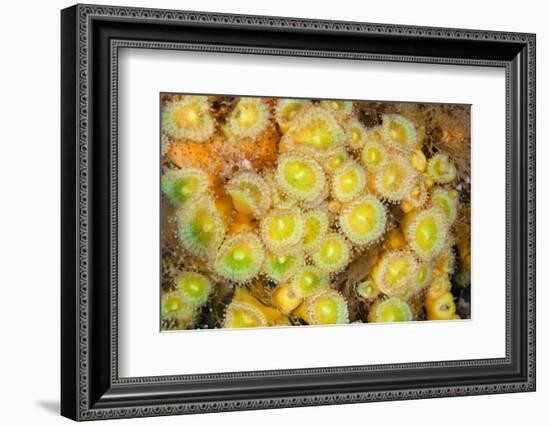 Jewel Anemones, Poor Knights Islands, New Zealand-Sue Daly-Framed Photographic Print