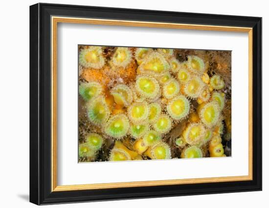 Jewel Anemones, Poor Knights Islands, New Zealand-Sue Daly-Framed Photographic Print