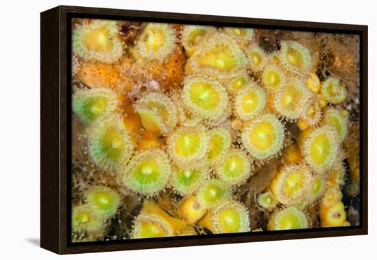 Jewel Anemones, Poor Knights Islands, New Zealand-Sue Daly-Framed Premier Image Canvas