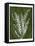 Jewel Ferns I-James Burghardt-Framed Stretched Canvas