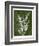 Jewel Ferns I-James Burghardt-Framed Art Print