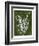 Jewel Ferns I-James Burghardt-Framed Art Print